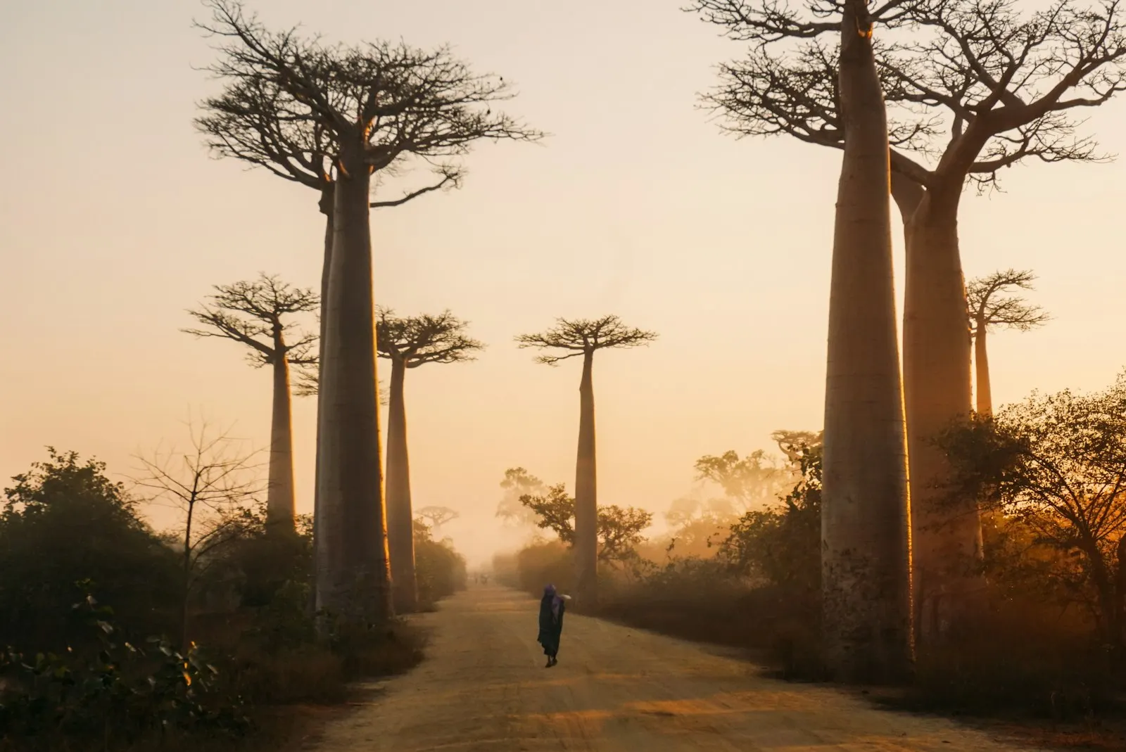 Une piste de terre bordée de grands baobabs à Madagascar
